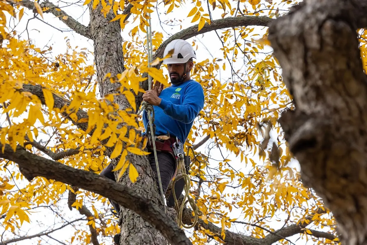 Skilled Dead Tree Removal crew working in Frederick